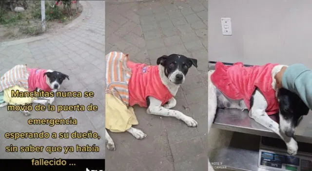 Joven rescató a perrita que esperaba a su dueño fallecido en puerta del hospital