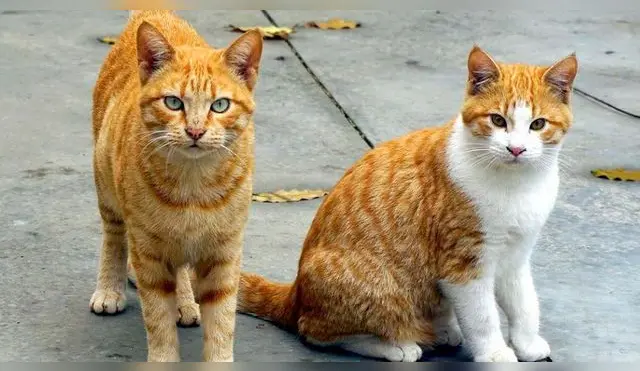 Cómo conocer mejor a tu gato, según su raza
