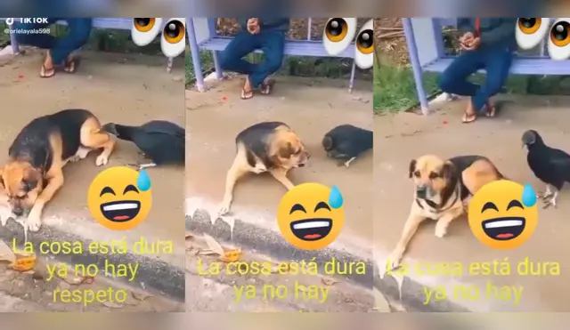 Perrito es picoteado sin cesar por gallinazo