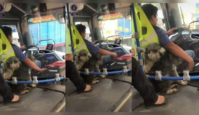 Chófer llevar a sus perritos en su micro para no dejarlos solos en casa - VIDEO