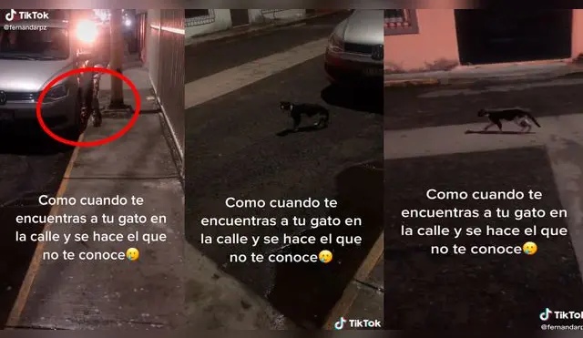 TikTok viral: se topa con su gato en la calle y este 'finge' no conocer a su dueña para no ser castigado