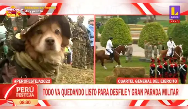 Viral: perro que fue rescatado de la calle lleva 8 años 'sirviendo' al Perú y desfilará en esta parada militar