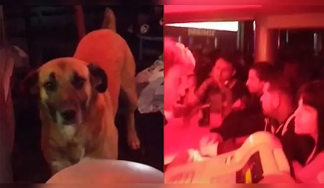 Bartender llevó a su perro a una discoteca: “Cuando no tiene con quién dejar a la bendición”