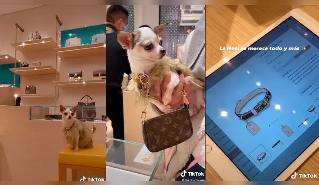 TikTok viral: peruana va a tienda Louis Vuitton con su perrita y le compra collar de 1290 soles: