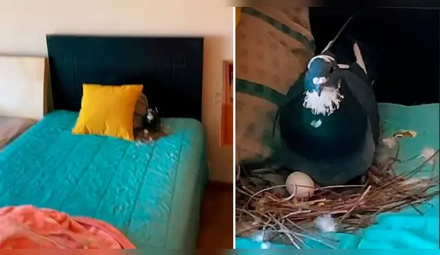 Una paloma anidó en la cama donde una joven iba a pasar la noche.