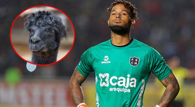 Reportero brasileño que se encontraba en Arequipa entrevistó a una llama.