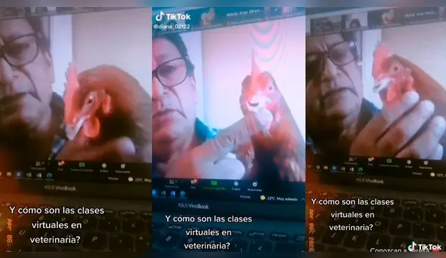 Una gallina llamada Teresa se robó la atención en plena clase de Veterinaria.