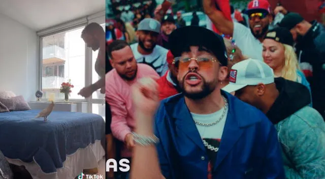 TikTok: Lorito es fan de Bad Bunny y protagoniza divertido 'baile' al ritmo de 'Tití me preguntó'