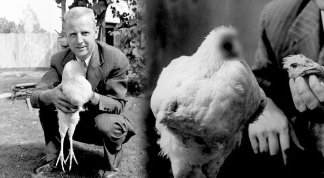 Mike, el pollo sin cabeza, estableció un antes y después en la ciencia. Mike, el pollo sin cabeza, estableció un antes y después en la ciencia.