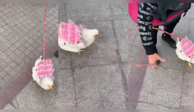Mujer se luce en TikTok paseando a su gallina con vestido por las calles limeñas
