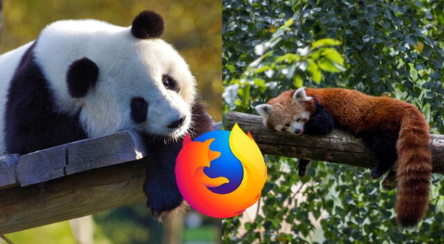 ¿Un panda o un zorro? Descubre quién está detrás del logo de Firefox ¿Un panda o un zorro? Descubre quién está detrás del logo de Firefox