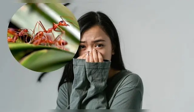¿Las hormigas nos superan? Entérate aquí