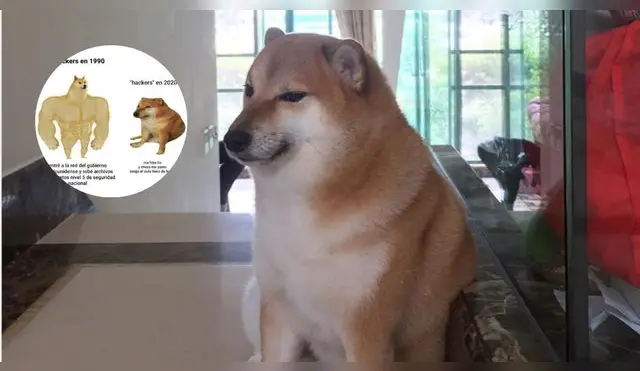Cheems: ¿Cómo nació el popular meme?