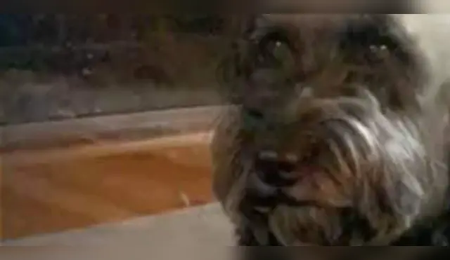 Facebook: Nuevo look de su perro lo hace lucir como un personaje de terror