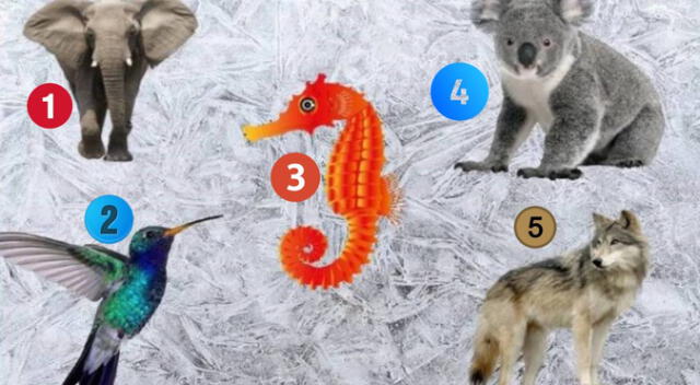 ¿Qué te hace falta para ser plenamente feliz? Escoge uno de los animales y descúbrelo ¿Qué te hace falta para ser plenamente feliz? Escoge uno de los animales y descúbrelo