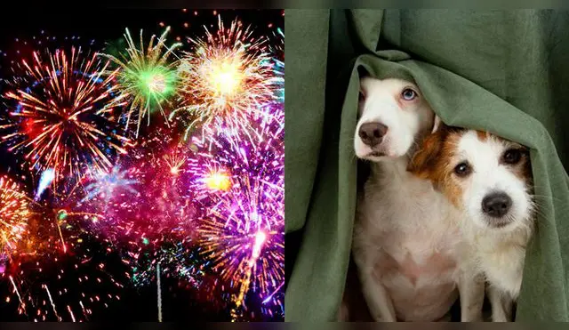 Consejos para cuidar a tu mascota ante los fuegos artificiales.