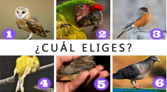 Elige una de las aves del test de personalidad y descubre si es que te hace falta algo para ser feliz.