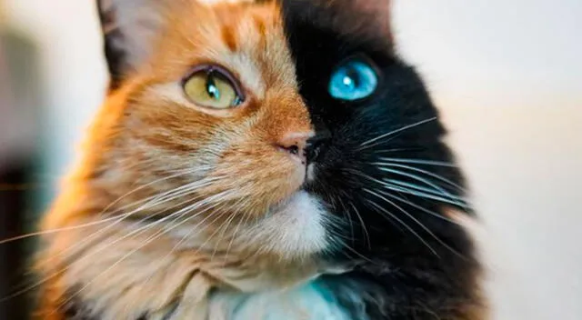 ¿Qué es un gato quimera y por qué es tan raro? Conoce más de estos felinos de 'dos caras'