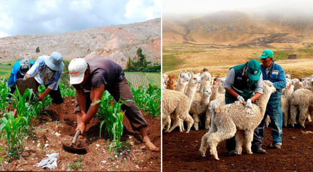 Bono Sequía: el subsidio que te dará S/266 por alpaca y S/800 por hectárea Bono Sequía: el subsidio que te dará S/266 por alpaca y S/800 por hectárea