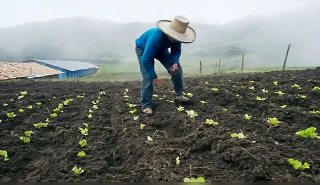 Los agricultores recibirán 800 soles por hectárea, mientras que los ganaderos obtendrán 266 soles por alpaca.