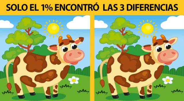 Solo tienes una oportunidad para desarrollar este nuevo reto visual.