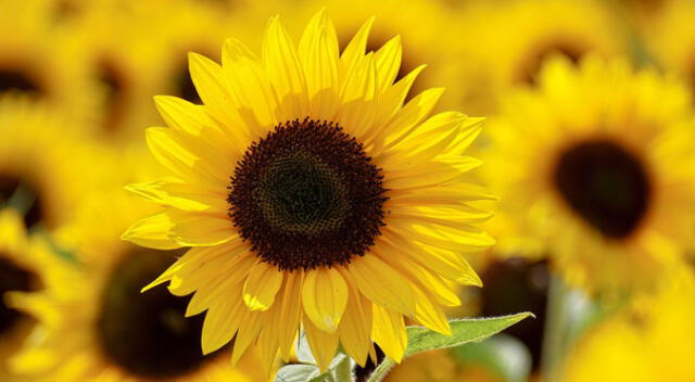 Es ya una tradición regalar flores de este color, pero ¿sabes por qué? Descúbrelo aquí. Es ya una tradición regalar flores de este color, pero ¿sabes por qué? Descúbrelo aquí.