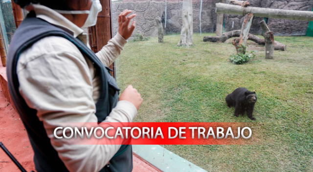 Trabajadora del Parque de las Leyendas obseva a un oso de anteojos.