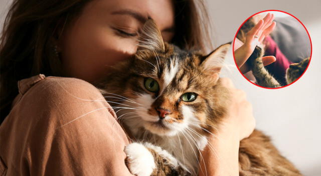 Cómo llamar la atención de tu gato según la ciencia