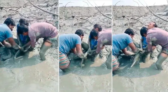 Pescador sufre luego que gigante pez lo mordiera en sus partes íntimas.