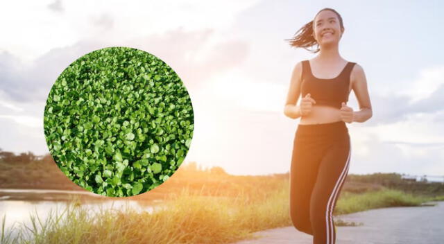 Este alimento es muy recomendado por los especialistas en salud. Este alimento es muy recomendado por los especialistas en salud.