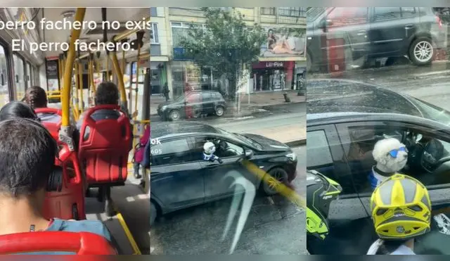 Perrito es viral en TikTok por su hilarante estilo