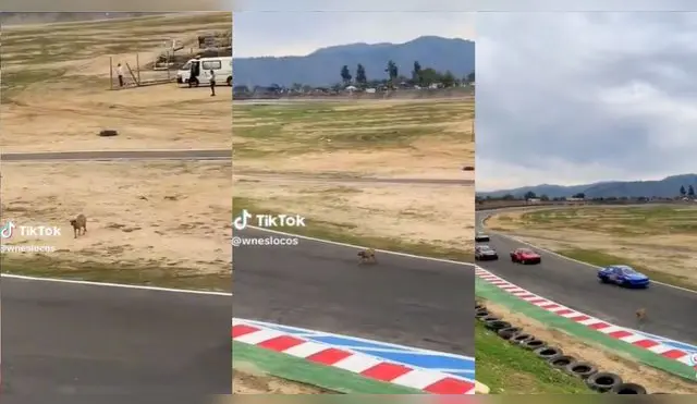 Perrito cruzó pista de carreras en medio de competencia automovilista y es viral en TikTok