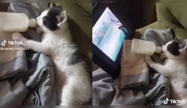Gatito fue encontrado viendo la popular serie animada tomando leche en un biberón.