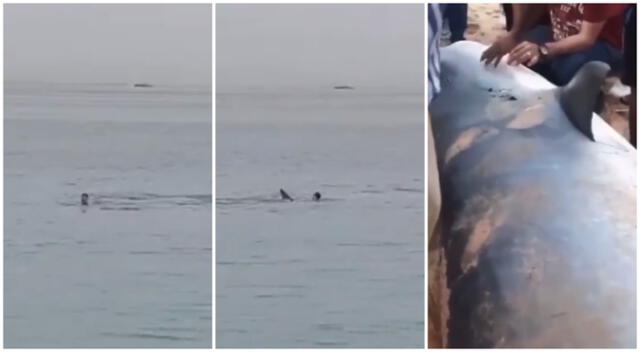Tiburón devoró vivo a un joven ruso en valneario de Egipto.