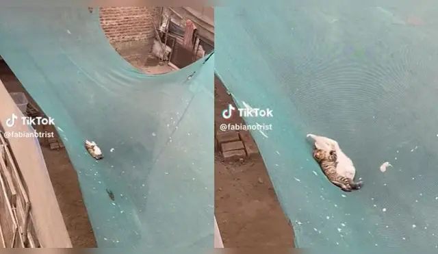 Gatitos fueron visto durmiendo plácidamente en un malla de construcción y son tendencia en redes.