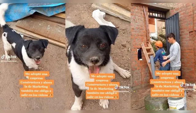 Empresa de construcción adoptó a un 'compañerito perruno' y se hace viral en las redes sociales.