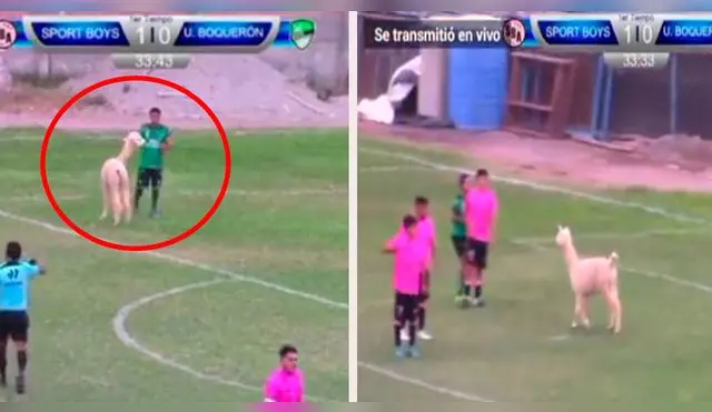 Ante la presencia del animal en la cancha, el árbitro detuvo el partido por unos minutos.