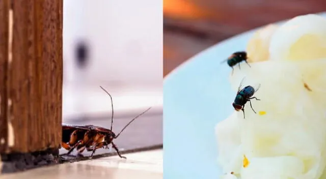 Aprende a ahuyentar insectos de tu hogar con este sencillo truco casero. Aprende a ahuyentar insectos de tu hogar con este sencillo truco casero.