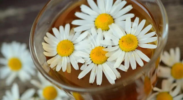 La manzanilla es un excelente sedante natural para conciliar el sueño.