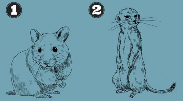 Una ratón o una suricata. ¿Qué animal prefieres tú?
