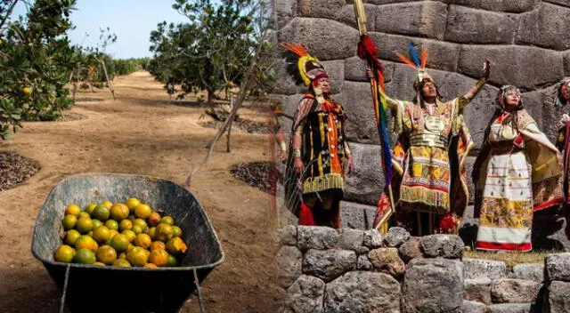 Esta es la fruta considerada el oro de los incas. Esta es la fruta considerada el oro de los incas.