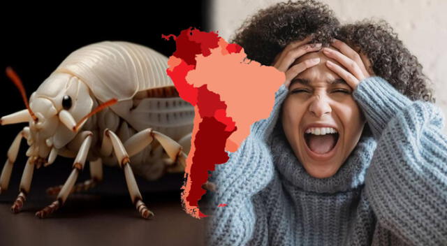 Las cucarachas suelen vivir en alcantarillas y depósitos de basura, lugares donde consiguen almacenar y transportar un sinnúmero de bacterias y virus sumamente peligrosos para los humanos.