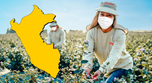 Agronegocios es la segunda carrera mejor pagada del Perú y en esta nota conocerás cuánto se gana de forma mensual. Agronegocios es la segunda carrera mejor pagada del Perú y en esta nota conocerás cuánto se gana de forma mensual.