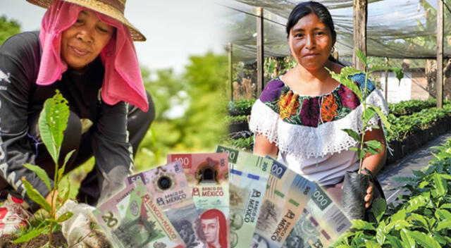 Bienestar mediante un programa social otorga 6250 pesos mensuales. Bienestar mediante un programa social otorga 6250 pesos mensuales.