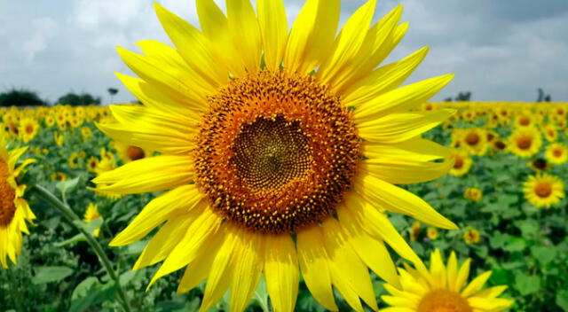 Historia del día de las flores amarillas.