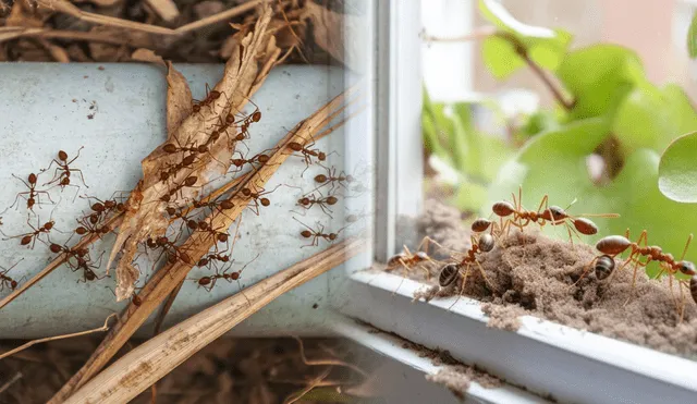 Para prevenir la invasión de hormigas, es fundamental almacenar alimentos adecuadamente y sellar grietas. Para prevenir la invasión de hormigas, es fundamental almacenar alimentos adecuadamente y sellar grietas.