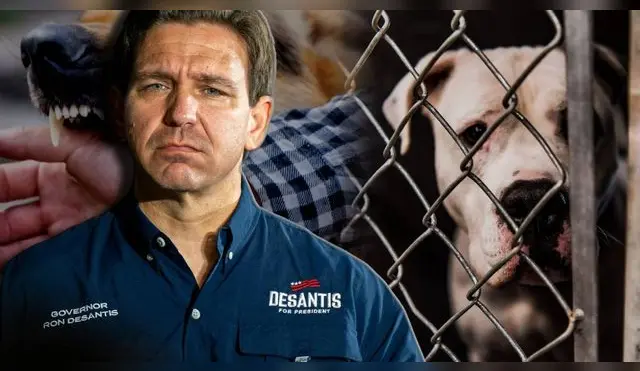 La Pam Rock Act inicia el 1 de julio y modifica la regulación de perros peligrosos en Florida.