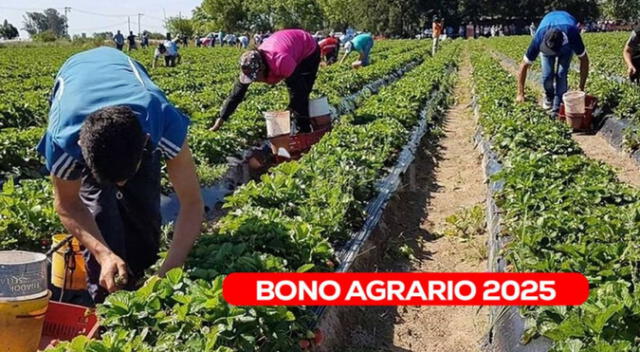 Bono Agrario: revisa si accedes al subsidio este mes