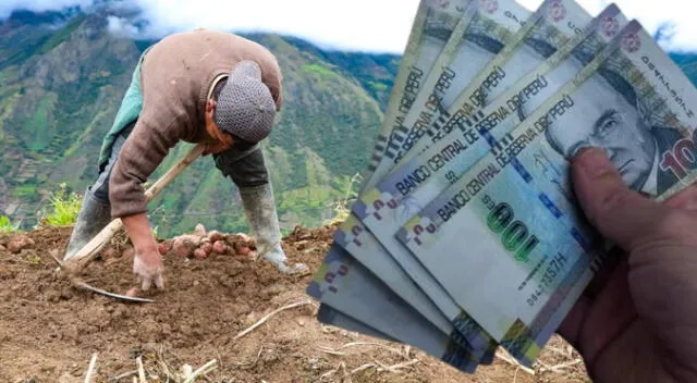 Bono Agrario en Perú: consulta sobre los pagos este agosto 2025
