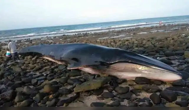 Entre rocas y a 120 metros de la orilla del mar se encontró a la ballena   